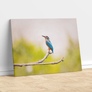 Blue Kingfisher on a Branch