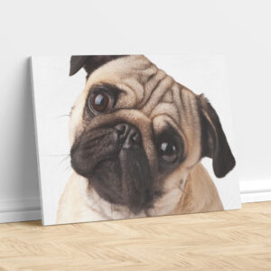 Adorable Pug Portrait