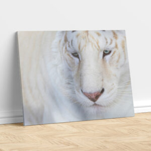 Eyes of the White Tiger