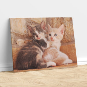 Cuddly Kitten Affection