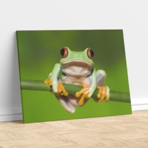 Frog on a Vine