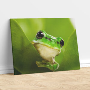 Hidden Frog Among Leaves