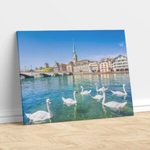 Swans on the Limmat – Zürich, Switzerland